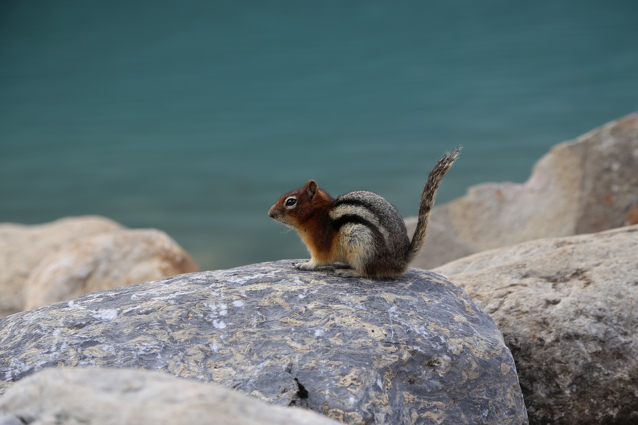 청솔 중고차 매매단지
