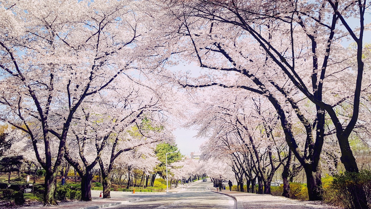 대구 서구 개별 중고차 매매단지